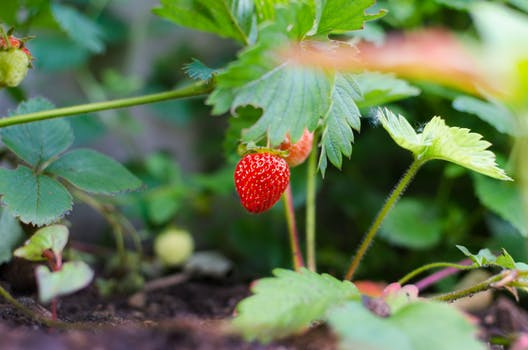 Strawberries from Pexel