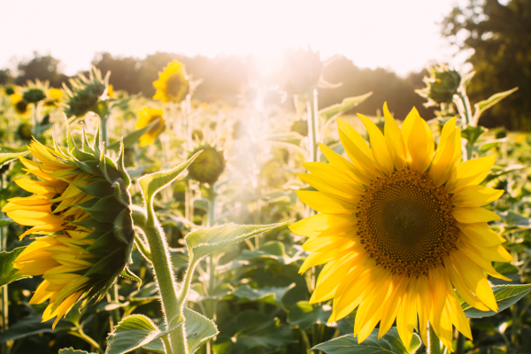 Sunflowers Elijah Hale