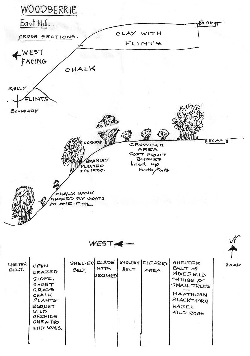 Woodberrie 4