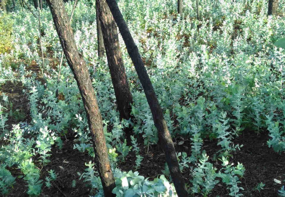 Eucalyptus seedlings in portugal