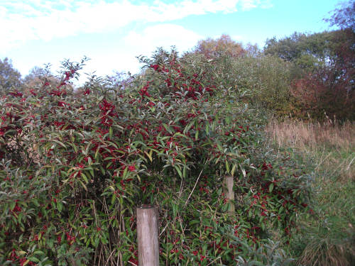 "Autumn Olive" at Whalley Forest Garden