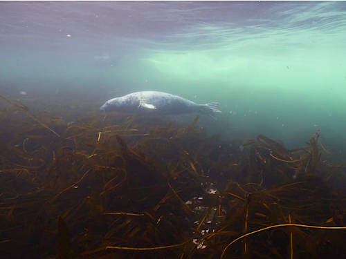 Kelp, glorious kelp