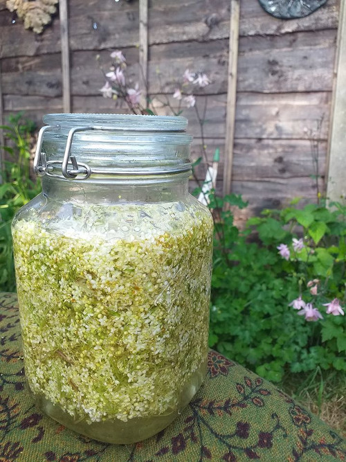 Elderflower glycerite