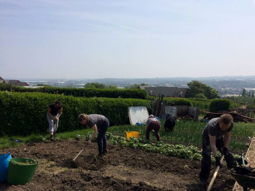 Sheffield allotment