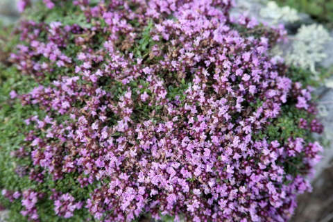 Thyme for cough medicine
