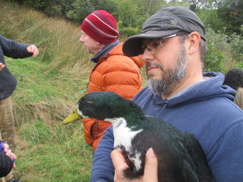Warland permaculture duck