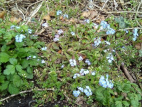 Forget-me-nots - self seeded