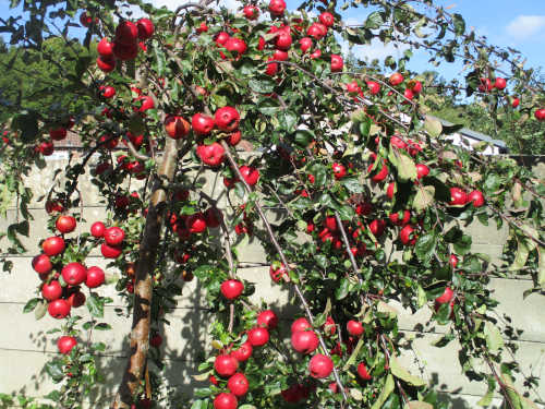 Apples in Autumnm garden