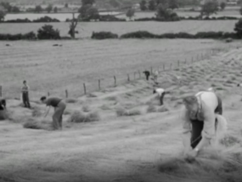 Flax harvesting England 1951