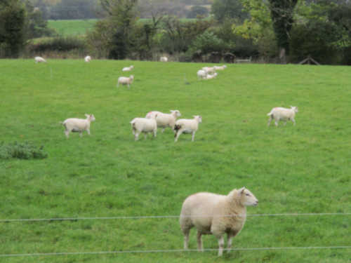 Livestock sheep near Clitheroe