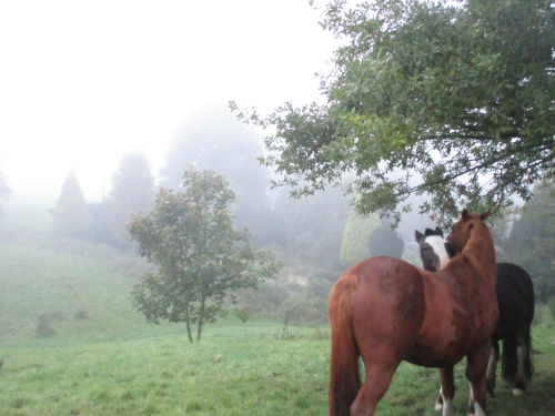 Horses in autumn