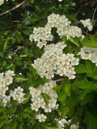 hawthorn flowers