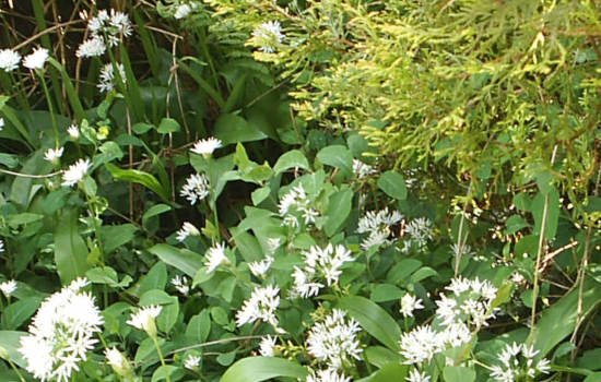 wild garlic