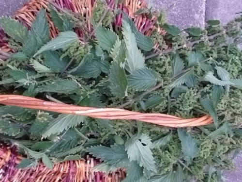 A harvest of nettle seed