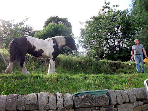 A pony investigates some early apple scrumping