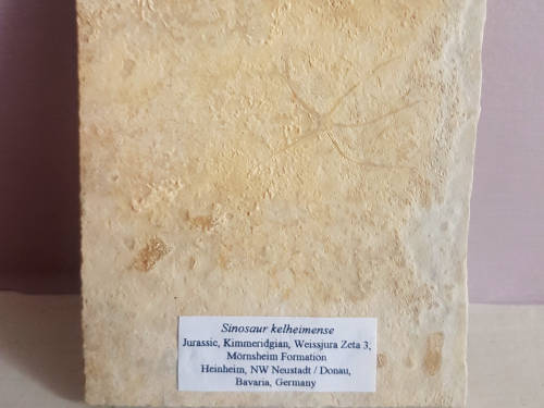 Starfish - Sinosaur Kelheimense - Jurassic, Kimmeridgian, Bavaria