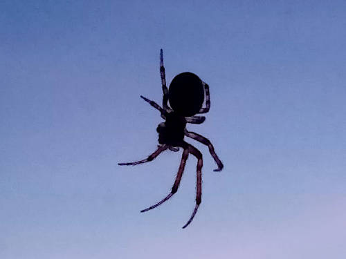 Spider at dusk by Corinne Lavis