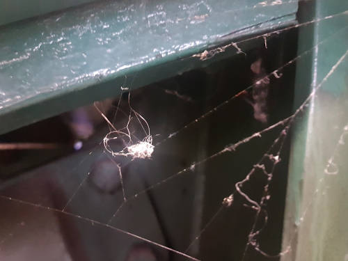 Heart web’ picture taken on a recent trip to Anglesey