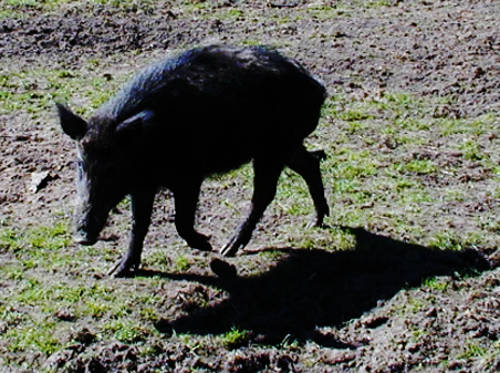 Wild Boar