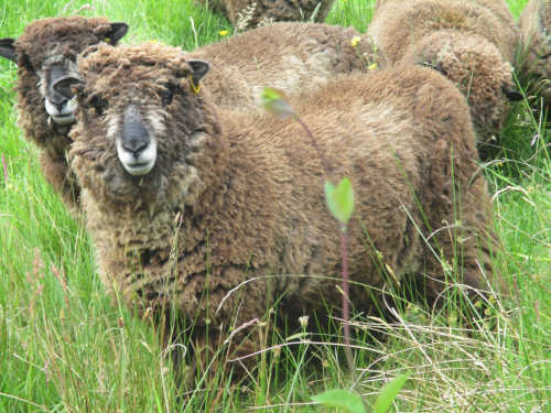 spring from the garden chair with ryeland sheep