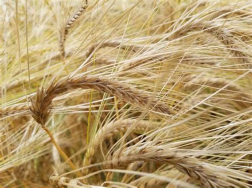 Awned barley grain